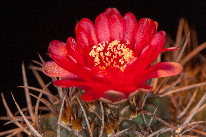 Gymnocalycium_tillianum.jpg